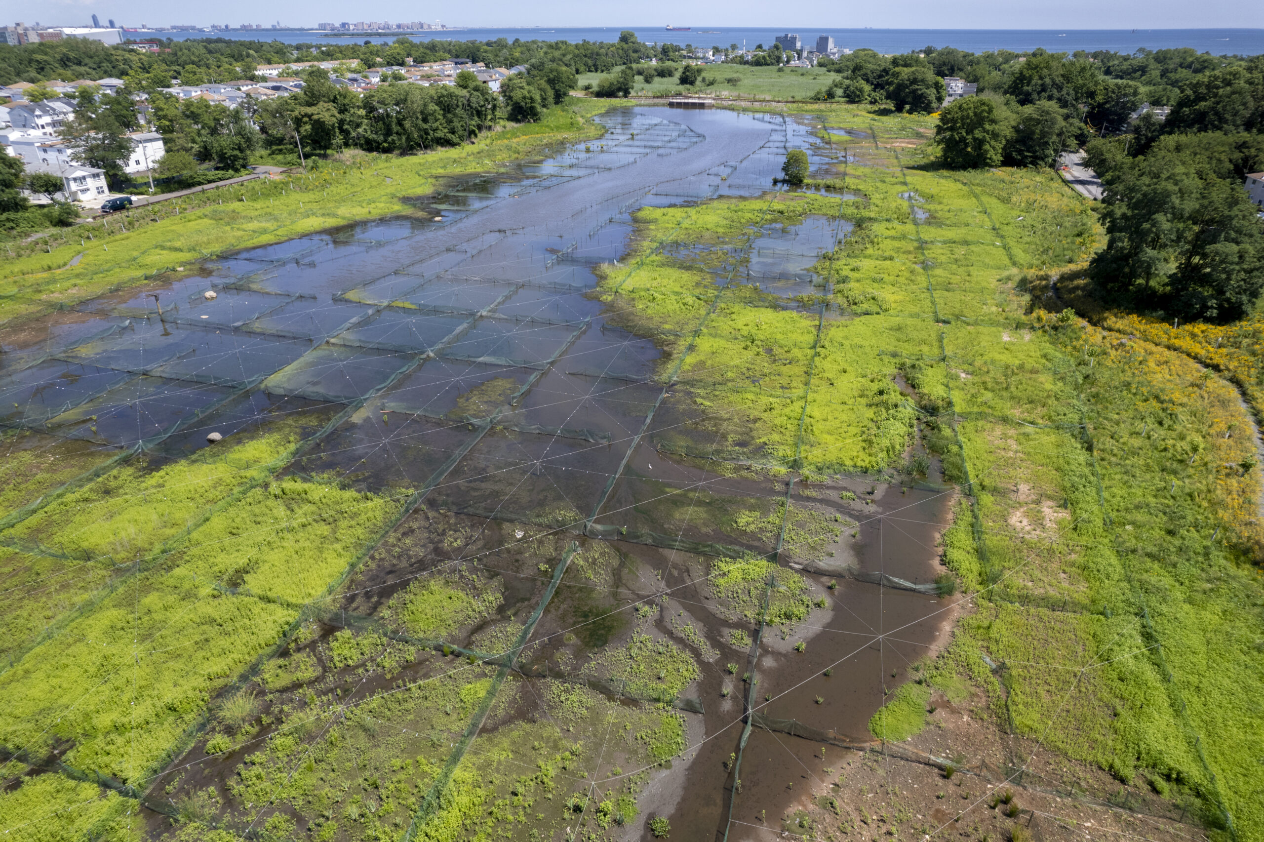 New Creek Bluebelt Tour